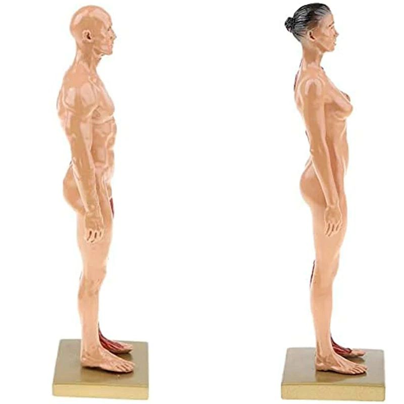 アリエル ストアの人体モデル 人体模型 男性 女性 11インチ 約30cm 人体筋肉模型 模型 樹脂 筋骨格 CGペインティング 彫刻｜アングル2
