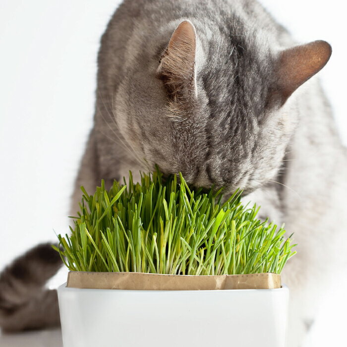 ハリオ （HARIO）猫草栽培キットにゃんベジセット