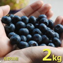 生ブルーベリー2kg(クール便)長野県産 大小バラ詰め沖縄・離島はお届け不可