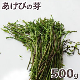 予約天然山菜・あけびの芽500g(大小バラ詰め)5月上旬〜出荷予定※送料別(クール便)