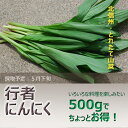 天然山菜・行者にんにく500g(大小バラ詰め)【5月下旬発送予定】※送料別(クール便)