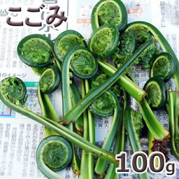 予約天然・コゴミ100g(大小バラ詰め)　4月下旬〜出荷予定※送料別(クール便)