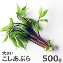 大きいコシアブラ500g予約販売天然・大きいコシアブラ（18cm以下）500g(大小バラ詰め)※送料別(クール便)