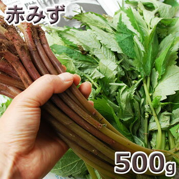 天然山菜・赤ミズ500g(大小バラ詰め)