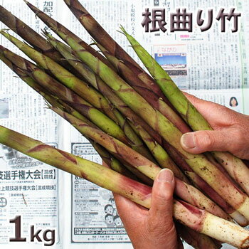 天然山菜・根曲がり竹1kg(大小バラ詰め)　6月中旬～出荷予定長野県・志賀高原産※送料別(クール便)