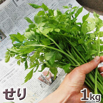 予約天然山菜・セリ（※根無し）1kg(大小バラ詰め)5月上旬〜出荷予定※配送別(クール便）(クール便）