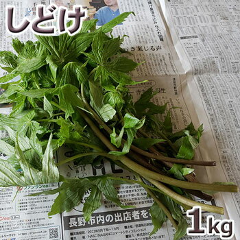 天然天然山菜・シドケ1kg(大小バラ詰め)5月中旬〜出荷予定※送料別(クール便)