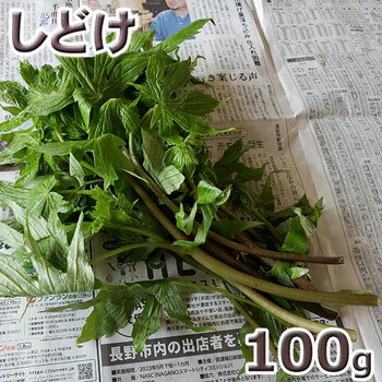 予約天然山菜・シドケ100g(大小バラ詰め)5月中旬〜出荷予定※送料別(クール便)