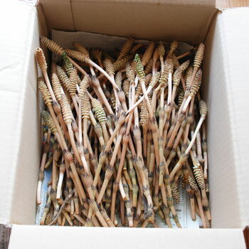 ただ今、4月22日にご注文のお客様出荷中天然・穂先が開いている土筆(並)まとめて1kg(大小バラ詰め)【3月下旬〜発送予定】送料別(クール便)