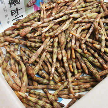 ただ今、4月21日にご注文のお客様出荷中天然・穂先が閉じた土筆(上)まとめて1kg(大小バラ詰め)【3月下旬〜発送予定】※送料別(クール便)