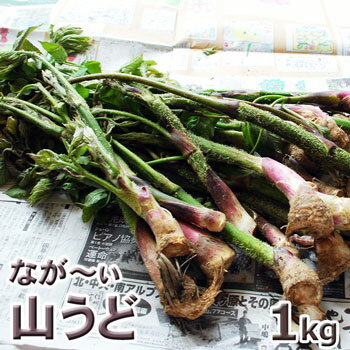 予約天然山菜・大きい山ウド1kg(大小バラ詰め)50〜70cmくらい5月中旬〜出荷予定※送料別（クール便）