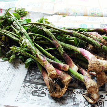 予約天然山菜・大きい山ウド1．5kg(大小バラ詰め)50〜70cmくらい5月中旬〜出荷予定※送料別（クール便）