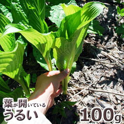 予約天然・【葉が開いている】ウルイ100g(大小バラ詰め)5月中旬〜出荷予定※送料別(クール便)　※他の山菜同梱不可