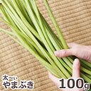 予約天然山菜・太め！ヤマブキ100g(