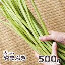 予約天然山菜・太め！ヤマブキ500g(