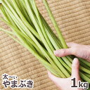 予約天然山菜・太め！ヤマブキ1kg(