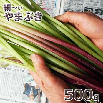 予約天然山菜・細め！ヤマブキ500g(