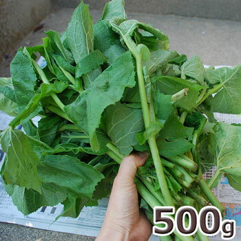 ͽŷ֥ޥ500g(羮Хͤ)ɥ֥ܥʡۥ5ܡвͽꢨ()