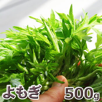予約天然山菜・ヨモギ500g(大小バラ