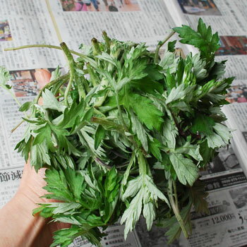 予約天然山菜・ヨモギ 2kg(大小バラ