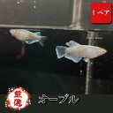 【ペア販売】 オーブル (OH!BLUE!) メダカ オリジナル(4)