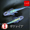 【ペア販売】サファイア メダカ【成魚】