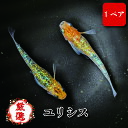 【ペア販売】 ユリシス メダカ【成魚】