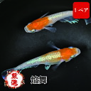【ペア販売】 焔舞(えんぶ)メダカ【成魚】