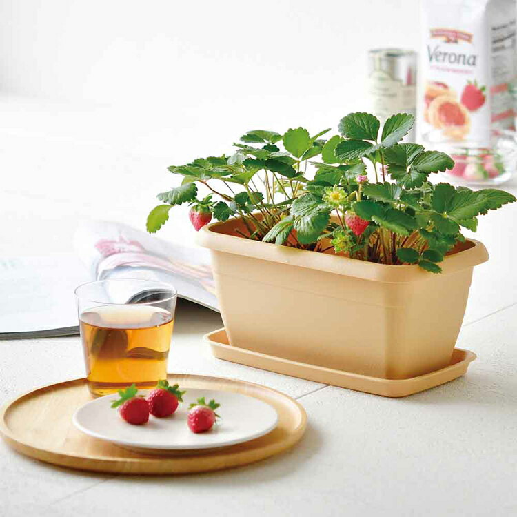 【24％OFF】【4種セット】エンジョイプランター（イチゴ・えだまめ・ミニトマト・...