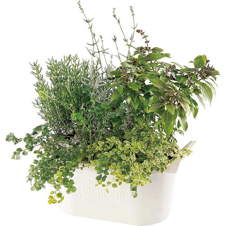 グロウコンテナオーバル オーバル33型 植木鉢 草花 樹木 観葉植物 多肉植物 植え込...