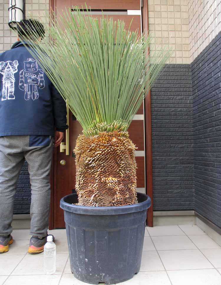 楽天市場】ダシリリオン(観葉植物|花・観葉植物):花 楽天市場】ダシリリオン(観葉植物|花・観葉植物):花