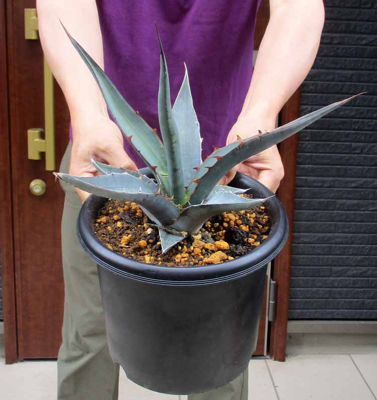 楽天市場】アガベ オテロイ(花・観葉植物|花・ガーデン・DIY 楽天市場】アガベ オテロイ(花・観葉植物|花・ガーデン・DIY