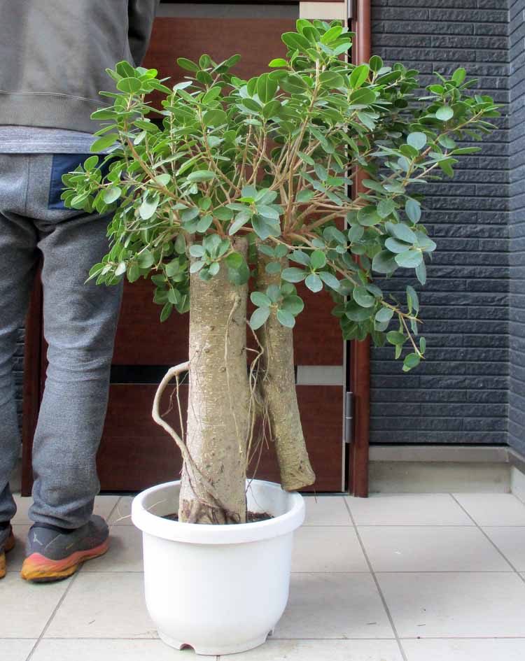 楽天市場】ガジュマル 大型(サイズ(植木鉢)10 ~ 12号)の通販 楽天市場】ガジュマル 大型(サイズ(植木鉢)10 ~ 12号)の通販