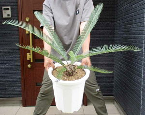 超大株★【現品・現物】Encephalartos msinganus エンセファラルトス・ムシンガヌス(ミシンガヌス ムシンガナス) 10号 9H番