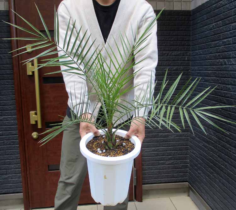 楽天市場】カナリーヤシ(花・ガーデン・DIY)の通販 楽天市場】カナリーヤシ(花・ガーデン・DIY)の通販