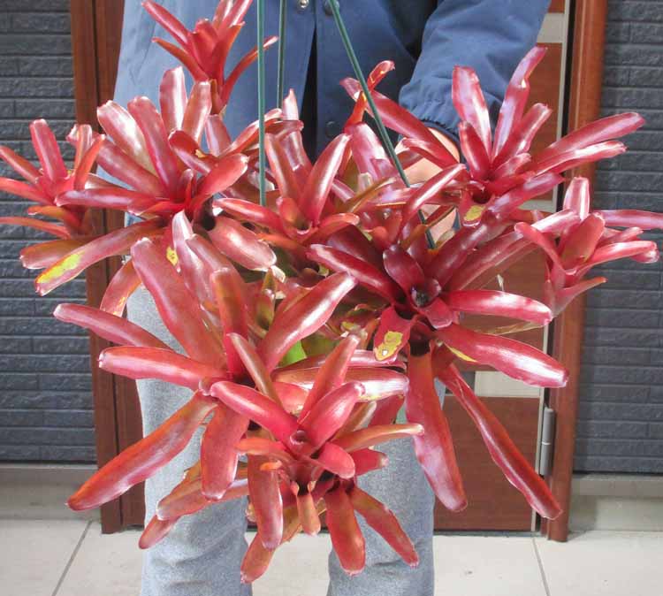 【送料無料】【現品・現物】ネオレゲリア・リオ　オブ　リオ　リオオブリオ　7吊鉢　N8番