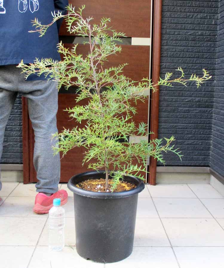 10号プラスチック鉢の商品画像