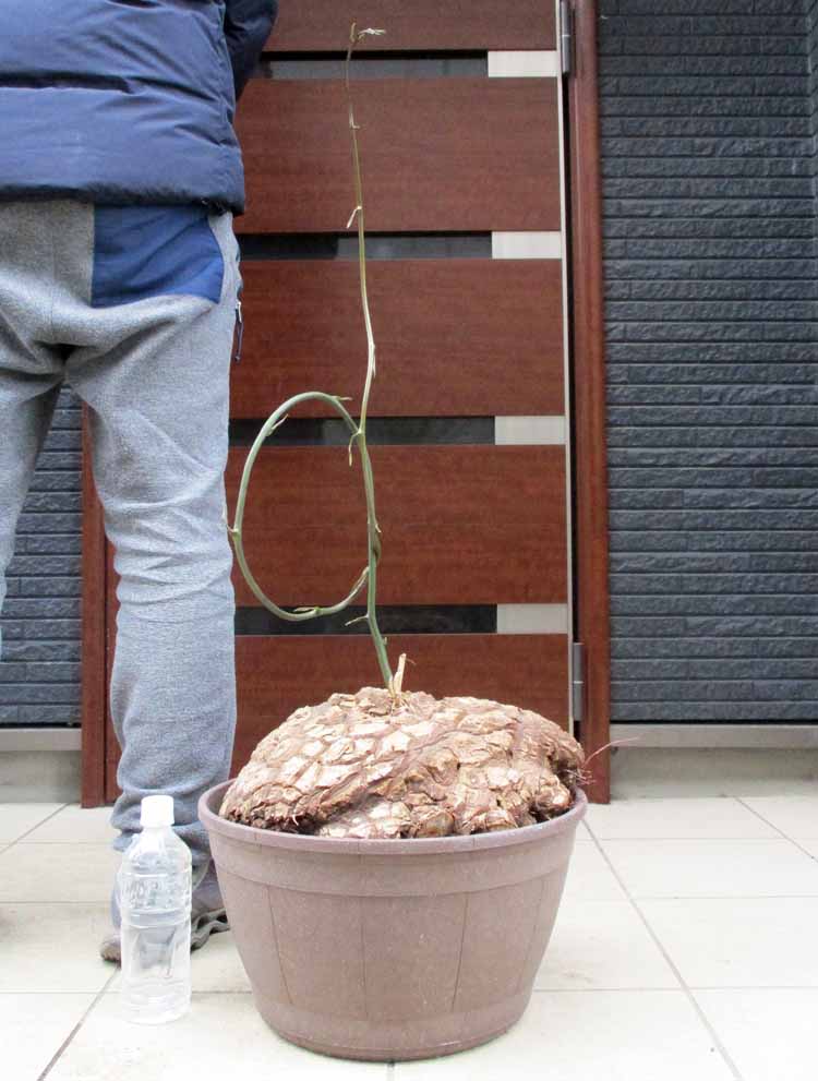 【現品・現物】夏型塊根植物　メキシコ亀甲竜（キッコウリュウ）