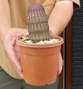 入手困難 大型サイズ【送料無料】エキノケレウス ルビスピヌス Echinocereus rigidissimus 紫太陽 4号 3A番 （現品 観葉植物 観葉 植物 珍奇植 珍奇 珍しい レア 希少 多肉植物 多肉 カクタス サボテン インテリア ）