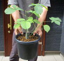 ★【現品】ボンバックス(プセウドボンバックス・エリプティクム)7号 マ8番【塊根植物 コーデックス】秋から冬は落葉します
