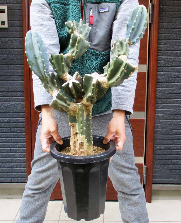 楽天市場】柱 サボテン ブランチの通販 楽天市場】柱 サボテン ブランチの通販