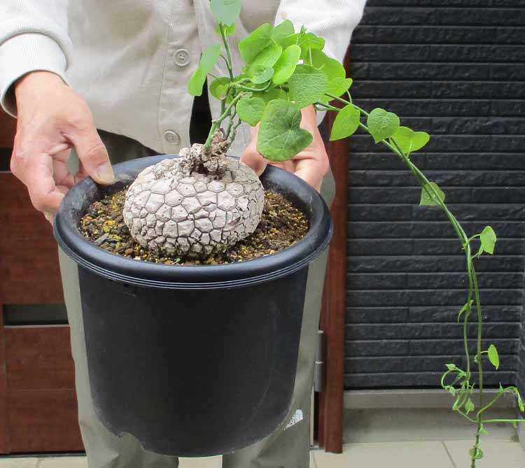 楽天市場】塊根 ステファニアの通販 楽天市場】塊根 ステファニアの通販