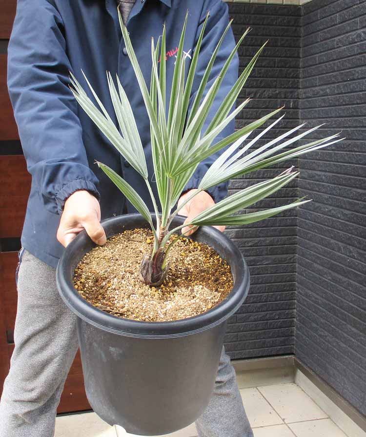 ブラヘアスパーシルバー　幹幅11センチ　極太株　ブラヘアアルマータ ブラヘアアルマータ 極太株 幹幅11センチ