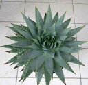 【現品・現物】渦巻きアロエ　アロエ・ポリフェラ（アロエ・ポリフィラ Aloe Polyphylla）11号　8A番