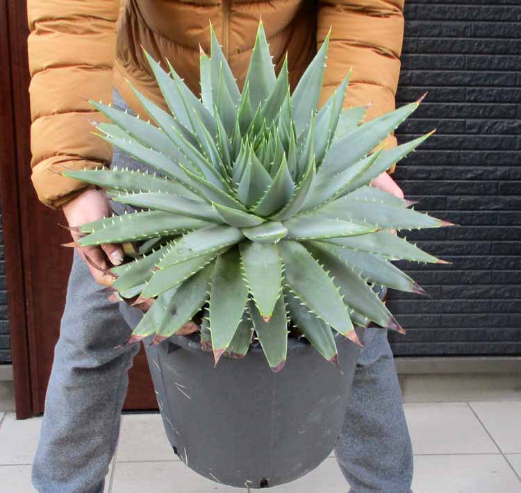 アロエ 【現品・現物】渦巻きアロエ　アロエ・ポリフェラ（アロエ・ポリフィラ Aloe Polyphylla）11号　8A番