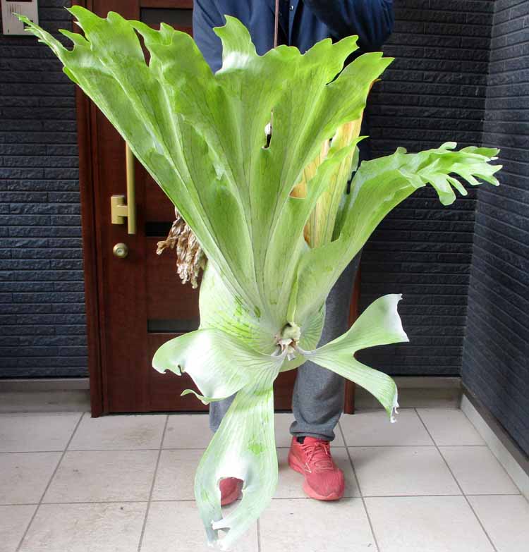 【現品】　ビカクシダ・ホルタミー