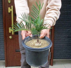 専用商品【現品・現物】】ザミア・フロリダーナ 6号 FW番 和名「フロリダザミア」