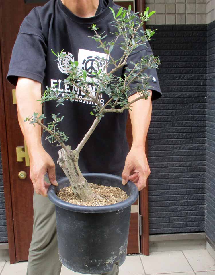 【現品】オリーブの古木　品種名：ネバティロブランコ　8号　な4番