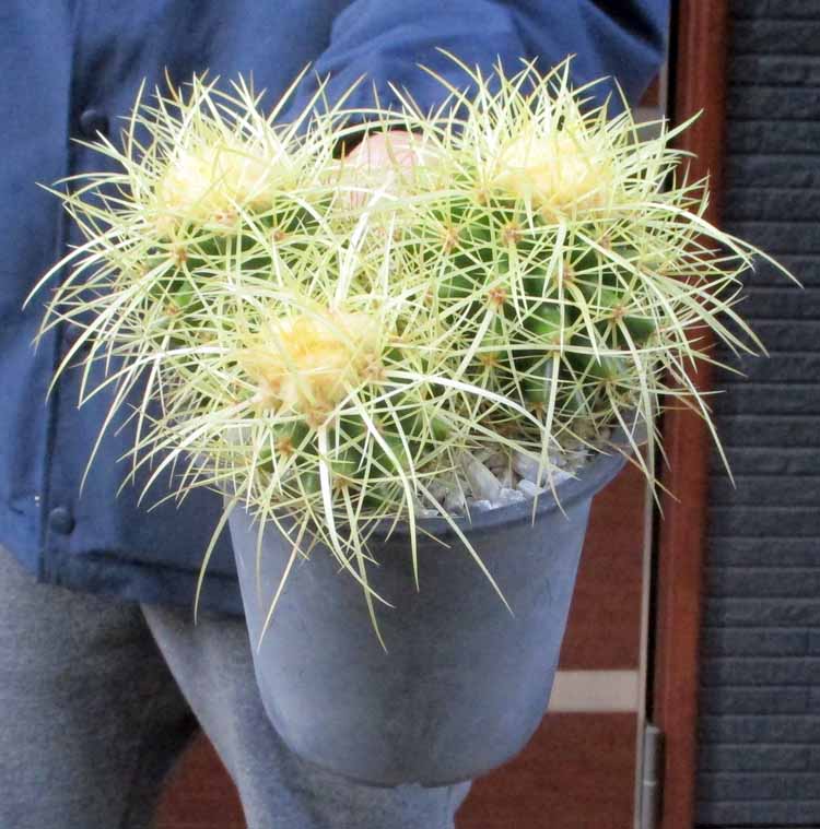 【現品】実生　サボテン・群生キンシャチ(金鯱、Echinocactus grusonii )4号　Z9番
