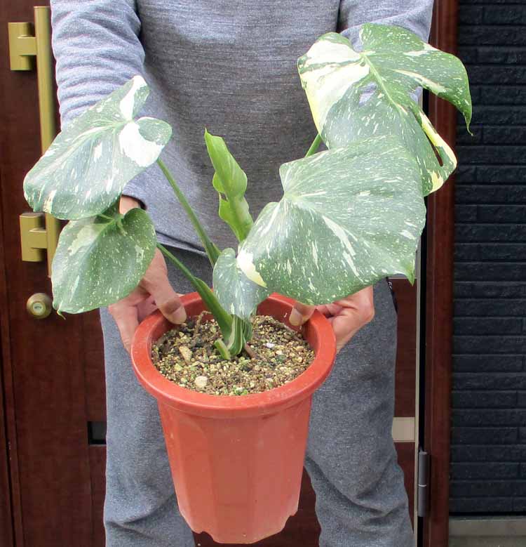 【送料無料】【現品 現物】モンステラ・バリエガータ 7号鉢 斑入りモンステラ 3K番